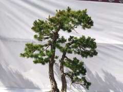 松树下山桩为什么树杆变扁 图片