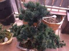 松树下山桩底下为什么要放石头