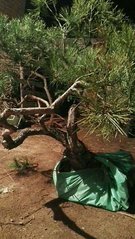 松树下山桩到底能否用生根粉啊