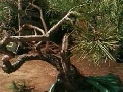 松树下山桩到底能否用生根粉啊