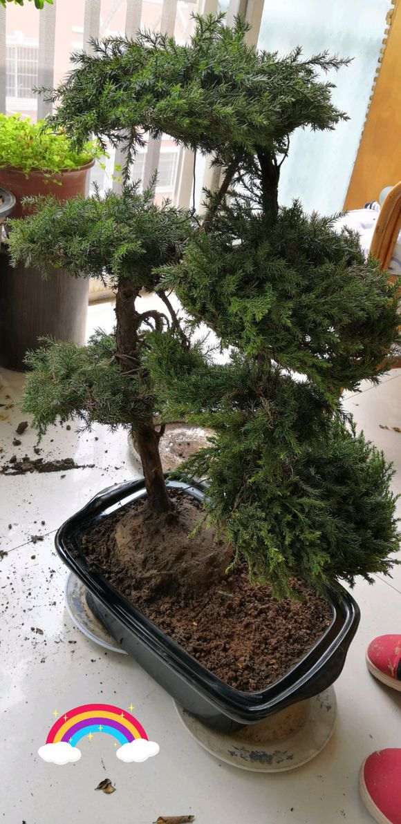 我在路边摊100元买的松树下山桩 可以吗