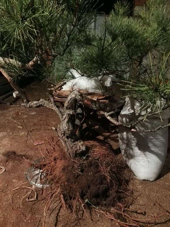 我在路边摊100元买的松树下山桩 可以吗