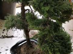 我在路边摊100元买的松树下山桩 可以吗