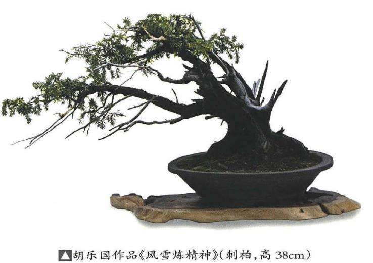 胡乐国盆景艺术研讨会在温州举行