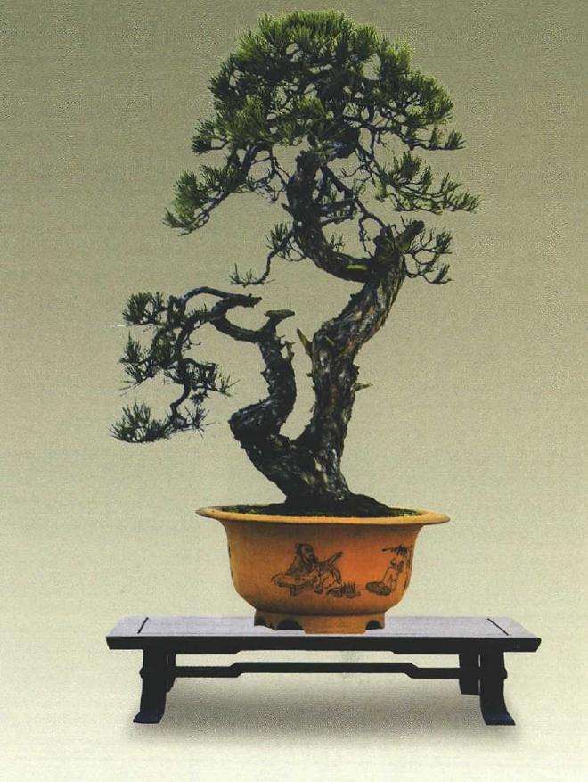 胡乐国盆景艺术研讨会在温州举行