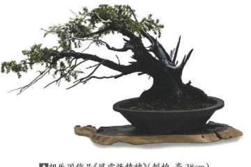 胡乐国盆景艺术研讨会在温州举行