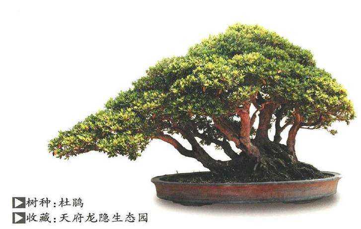 四川盆景交流中心新津基地的成立