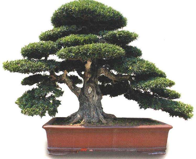 四川盆景交流中心新津基地的成立