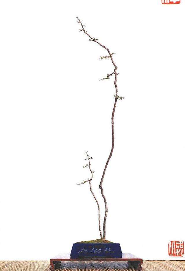 素仁盆景成为岭南盆景艺术的独特形式