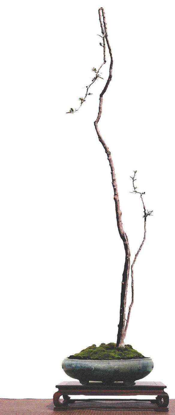 素仁盆景成为岭南盆景艺术的独特形式