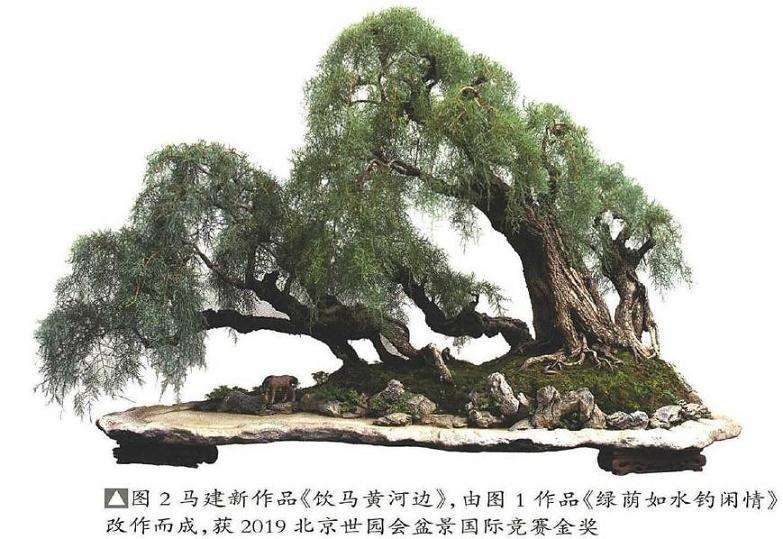 怎么制作仿垂柳型柽柳盆景的方法