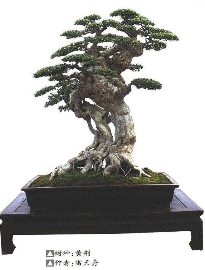 2019年 盆景乐园网十周年嘉年华