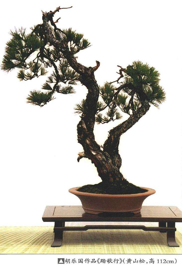 忆盆景恩师胡乐国三两事