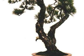 忆盆景恩师胡乐国三两事