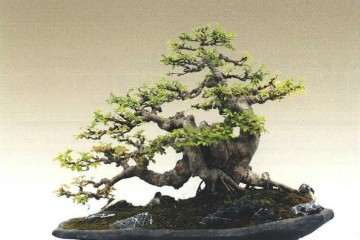 2019年 阜阳市第二届盆景精品展