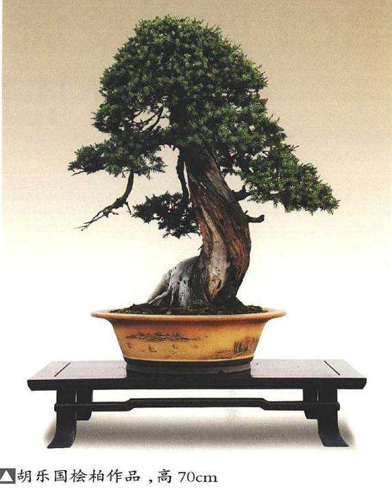 论松树盆景干和枝造型新趋势