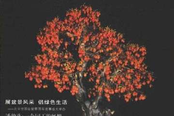 软迎玎阅2020年花木盆景杂志