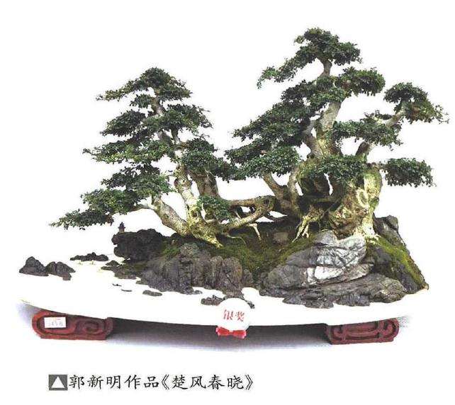 上海植物园启动盆景修复计划