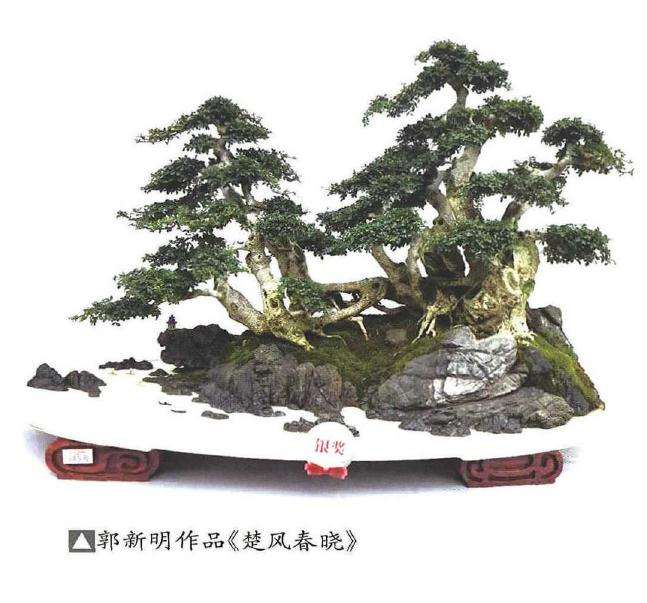 京山市花木盆景协会再获佳绩