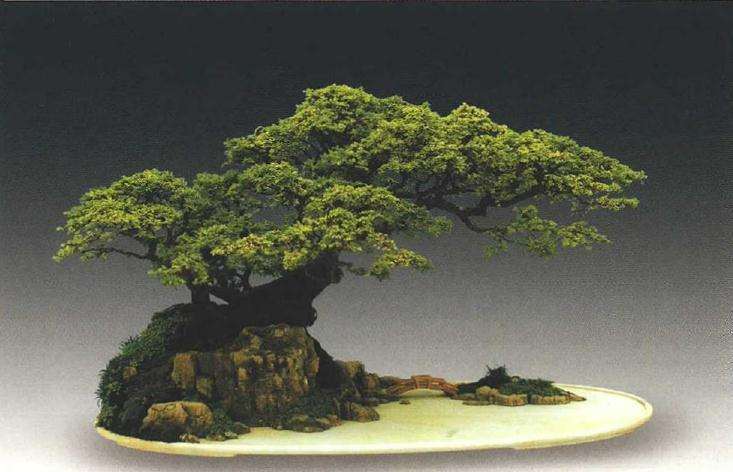 榔榆盆景怎么扦插繁殖的方法