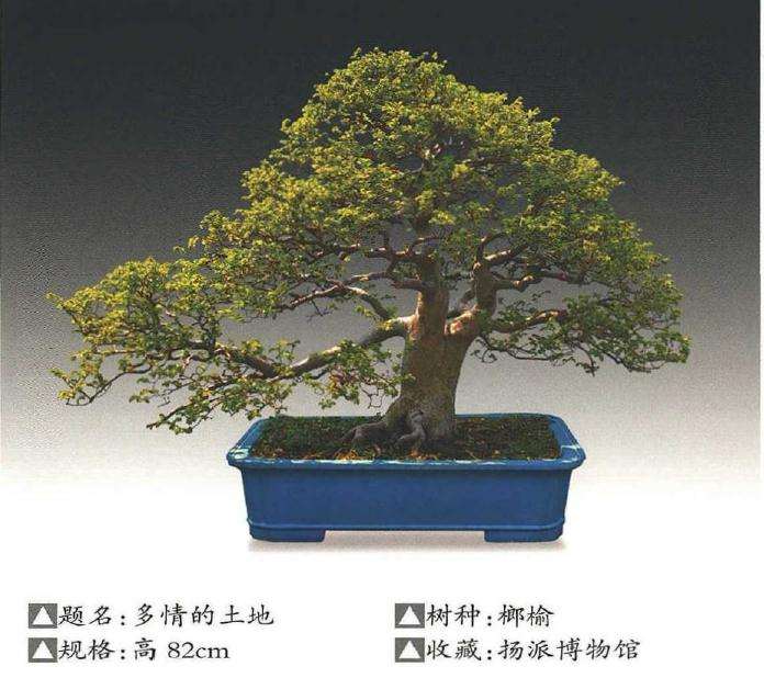 榔榆盆景放置场地和越冬保护