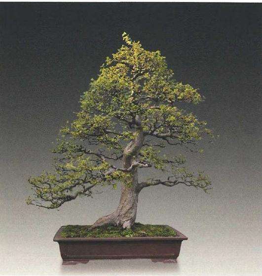 榔榆盆景怎么修剪与摘叶的方法