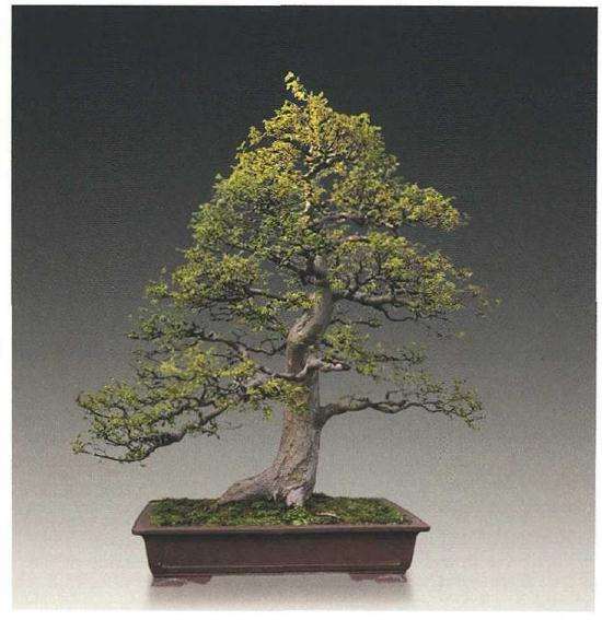 2019年 武汉东湖盆景艺术馆盛大开馆