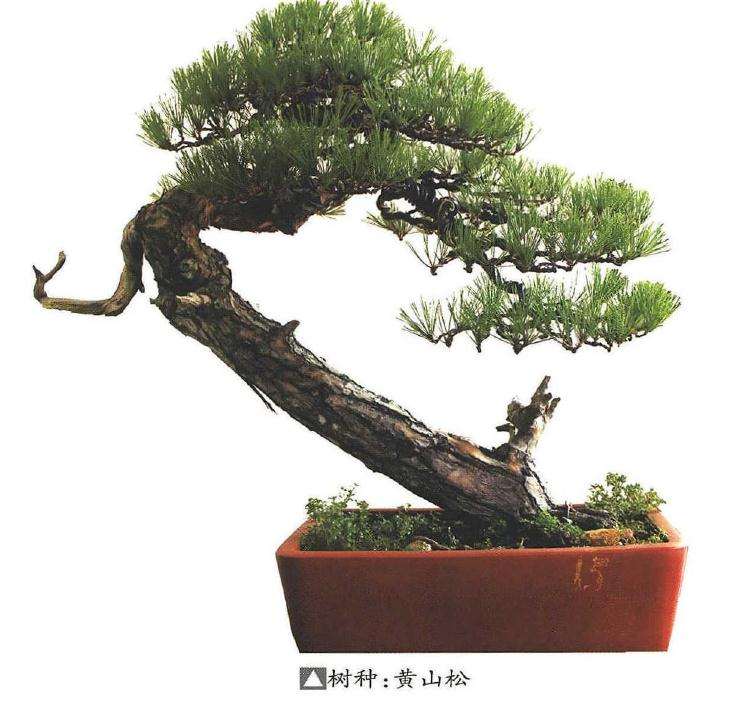 2019年 在胡乐国盆景艺术研讨会的发言