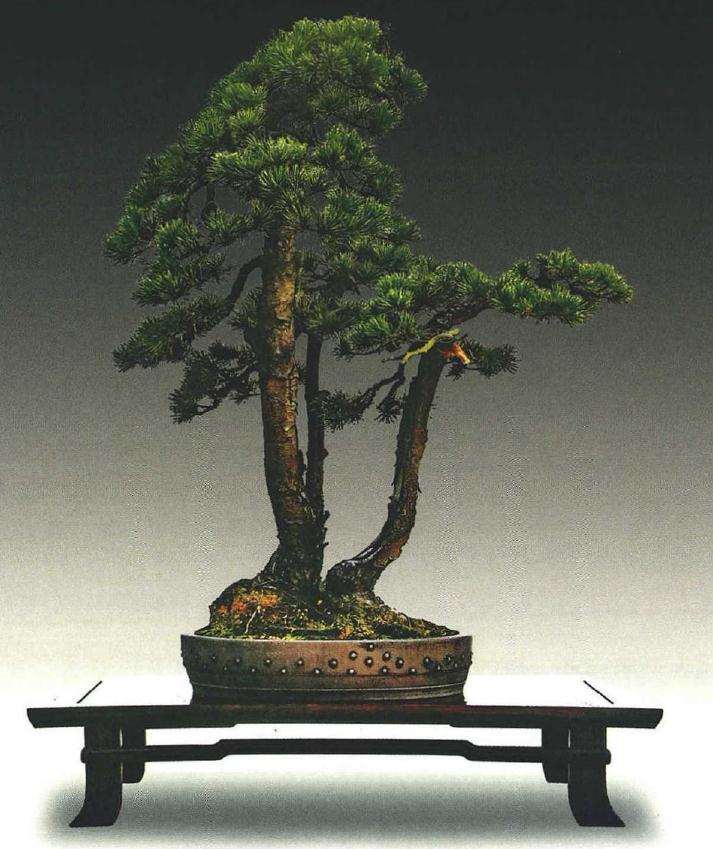 2019年 在胡乐国盆景艺术研讨会的发言