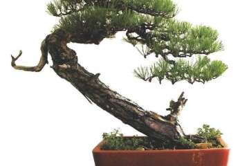 2019年 在胡乐国盆景艺术研讨会的发言