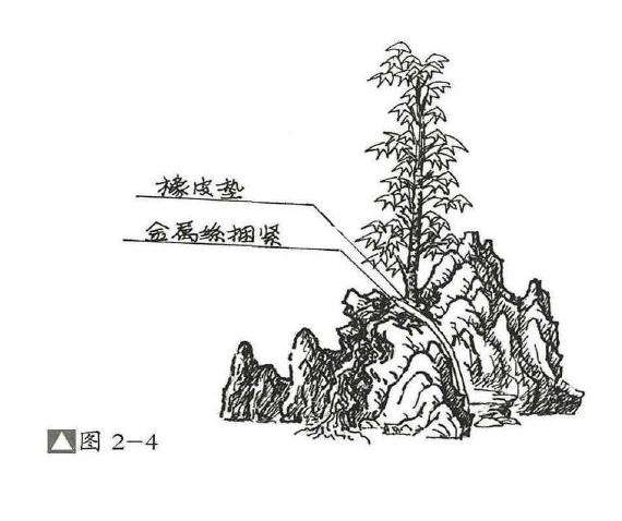 图解 石上树式附石盆景怎么制作