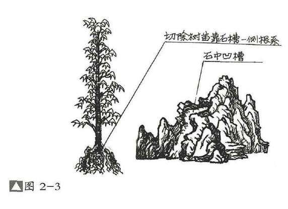 图解 石上树式附石盆景怎么制作