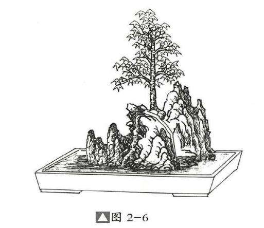 图解 石上树式附石盆景怎么制作