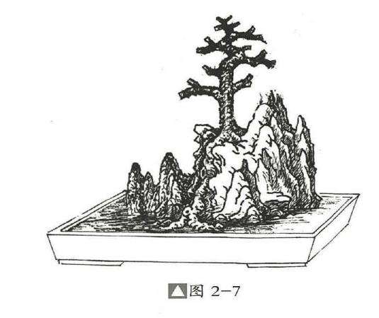 图解 石上树式附石盆景怎么制作