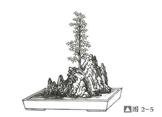 图解 石上树式附石盆景怎么制作