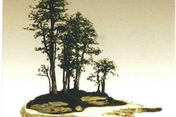 胡乐国先生是深受盆景人爱戴的长辈