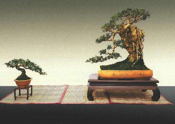 附石盆景怎么造型与管理的方法 图片