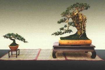 附石盆景怎么造型与管理的方法 图片