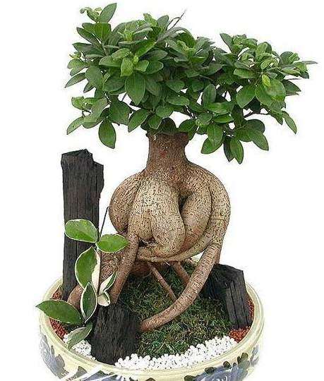 人参榕盆景怎么培育的方法
