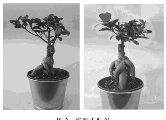 人参榕盆景怎么培育的方法