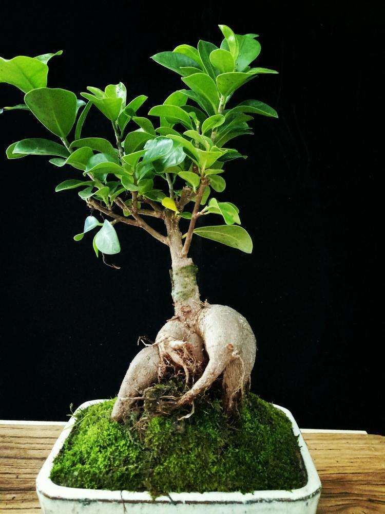 人参榕盆景管理中容易出现哪些问题