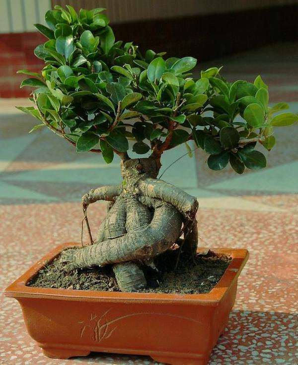 人参榕盆景管理中容易出现哪些问题