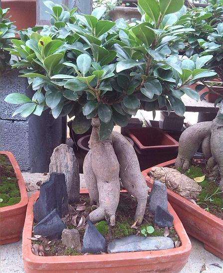 浅析怎么组合盆栽的创作路径