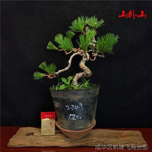 松树下山桩正常几月份下山比较能种活