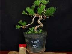 松树下山桩正常几月份下山比较能种活