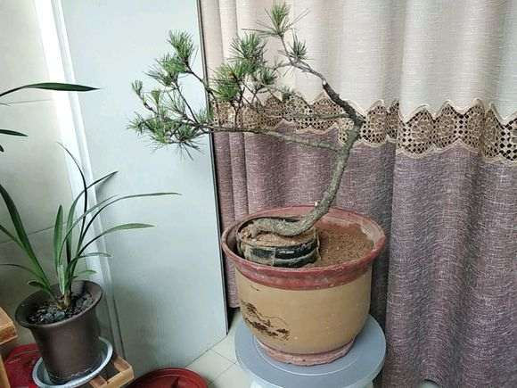 野外挖的松树下山桩怎么造型 图片