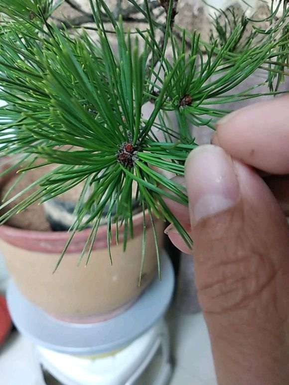 野外挖的松树下山桩怎么造型 图片