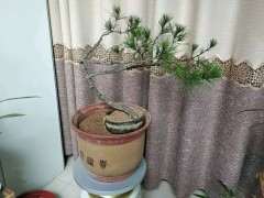 野外挖的松树下山桩怎么造型 图片