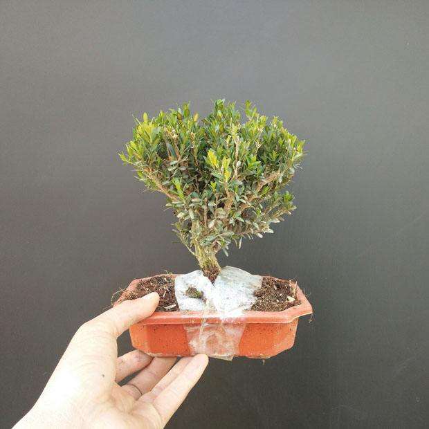 松树下山桩的枝上有黑色的虫子 怎么办