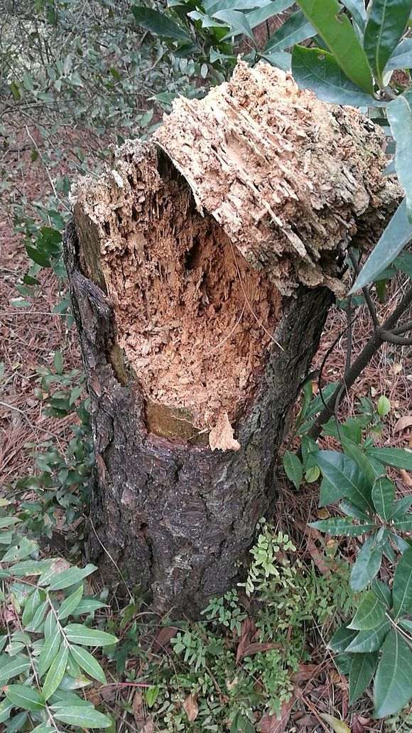 松树下山桩下一层厚厚的腐叶土 要杀茵吗